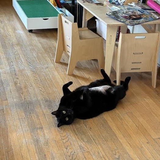 Enlarge Claudia, a ADOPTABLE Domestic Short Hair in Buffalo, NY image 3/6