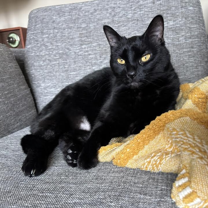Claudia, ADOPTABLE, Adult Female Domestic Short Hair.