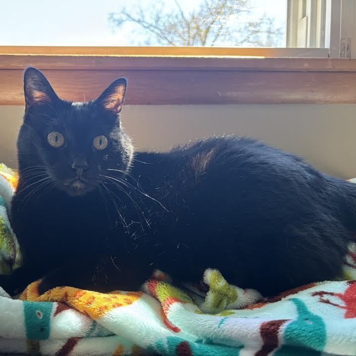 Enlarge Claudia, a ADOPTABLE Domestic Short Hair in Buffalo, NY image 2/6