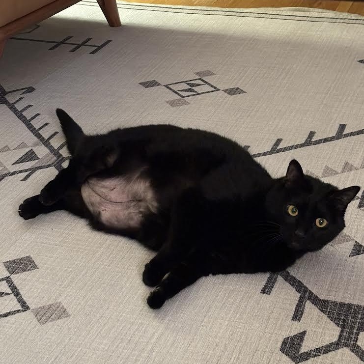 Enlarge Claudia, a ADOPTABLE Domestic Short Hair in Buffalo, NY image 4/6