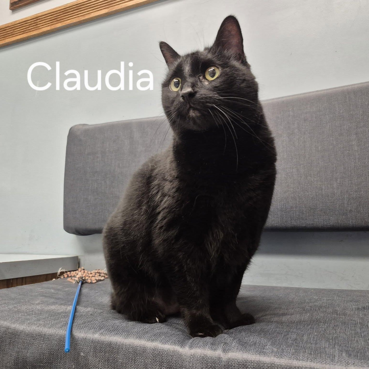 Enlarge Claudia, a ADOPTABLE Domestic Short Hair in Buffalo, NY image 2/6