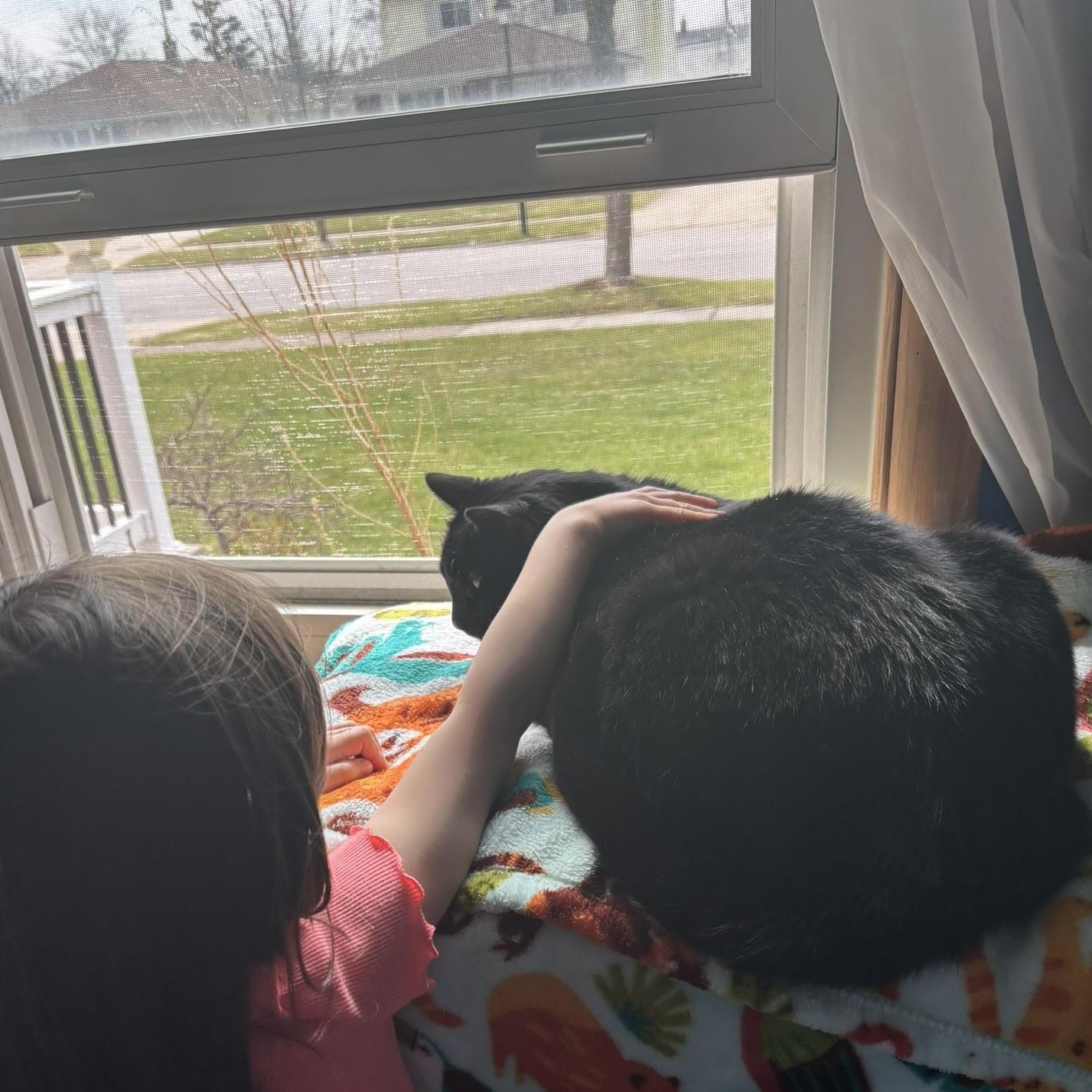 Enlarge Claudia, a ADOPTABLE Domestic Short Hair in Buffalo, NY image 6/6