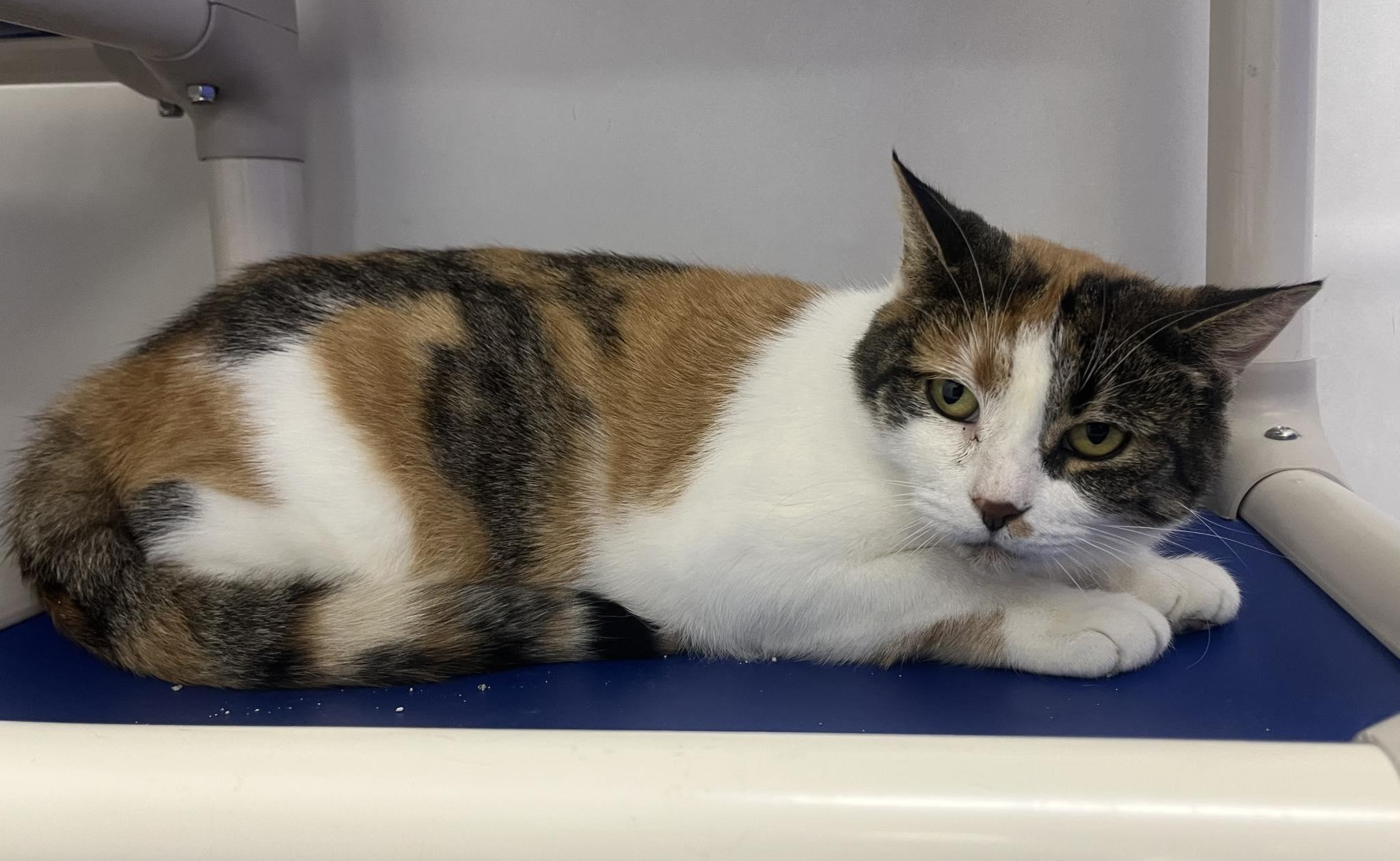 Enlarge Tansy, a ADOPTABLE Calico in Dunkirk, NY image 1/1