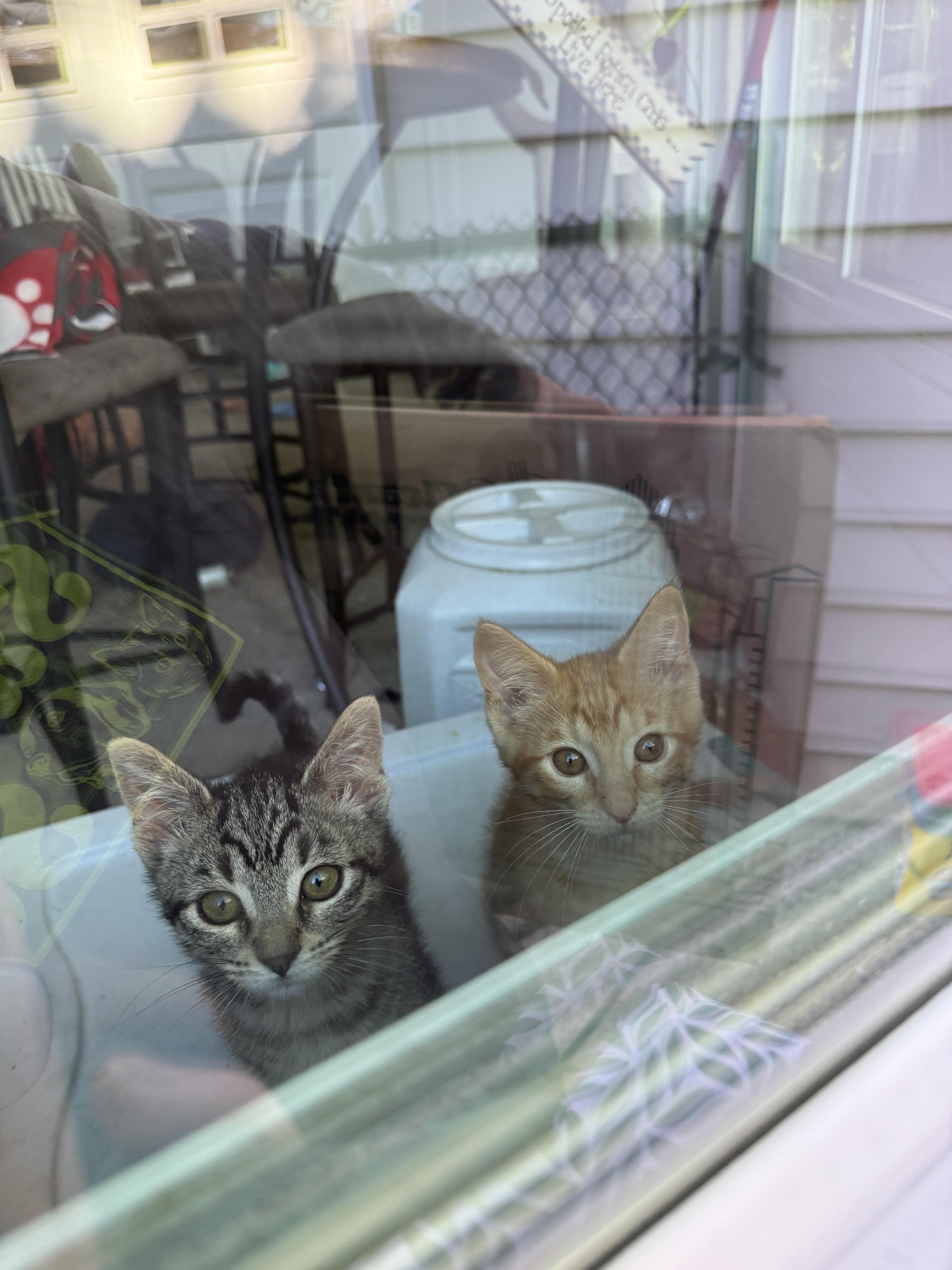 Enlarge Dale, a ADOPTABLE Domestic Short Hair in Grand Haven, MI image 5/6