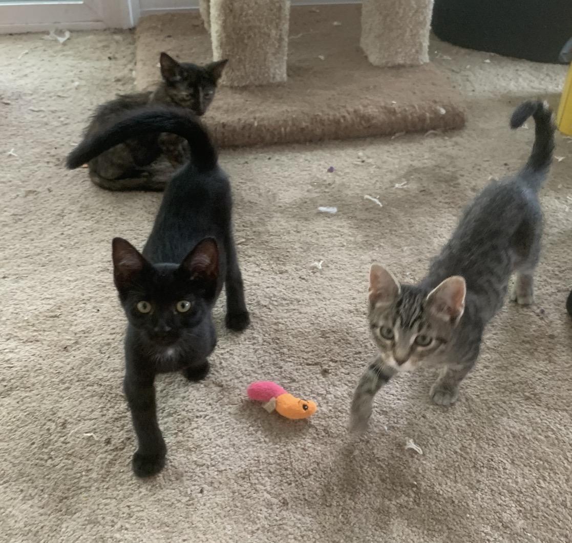 Enlarge Dale, a ADOPTABLE Domestic Short Hair in Grand Haven, MI image 2/6