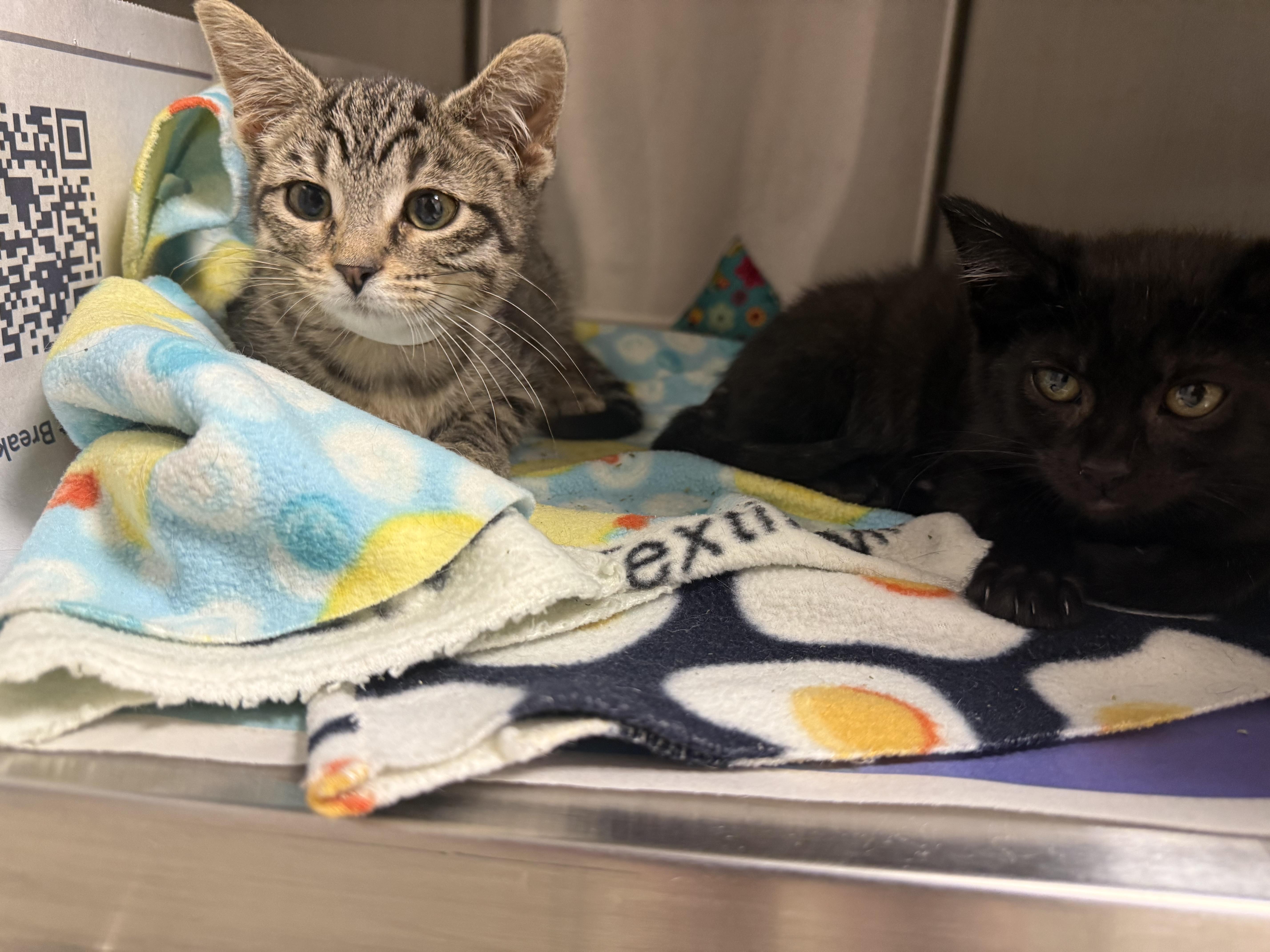 Enlarge Dale, a ADOPTABLE Domestic Short Hair in Grand Haven, MI image 6/6