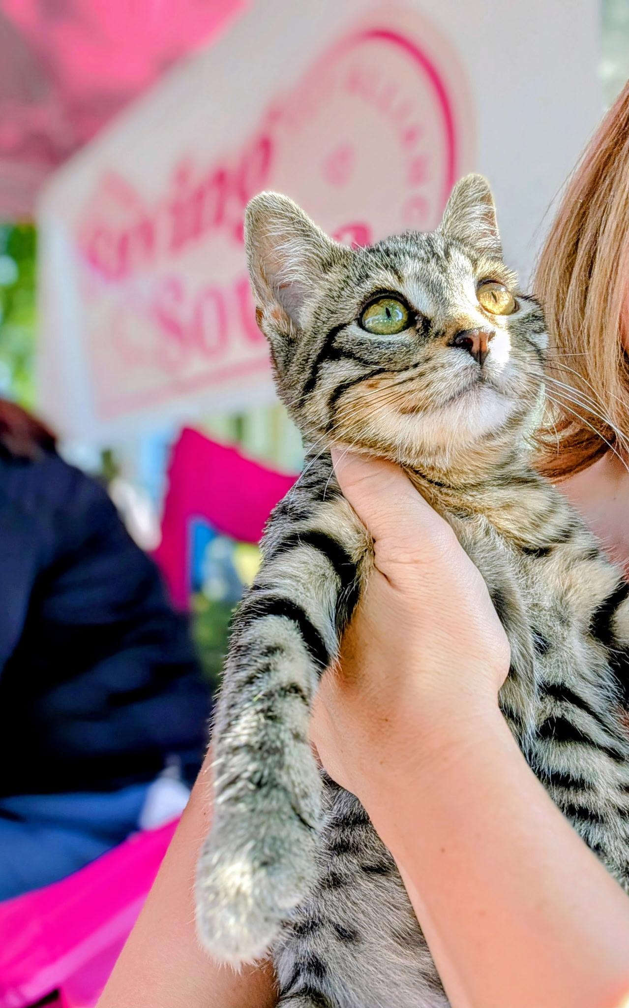 Dale, ADOPTABLE, Kitten Female Tiger.