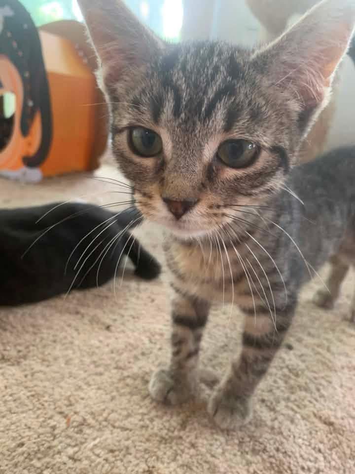 Dale, ADOPTABLE, Kitten Female Domestic Short Hair.