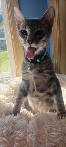 Aster {and Iris}, Adoptable, Kitten Male Domestic Short Hair.