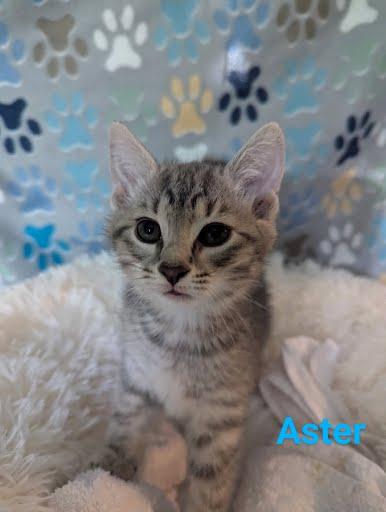 Aster {and Iris}, a Adoptable Domestic Short Hair in Oxford, PA image 3/5