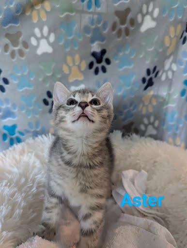 Aster {and Iris}, a Adoptable Domestic Short Hair in Oxford, PA image 4/5