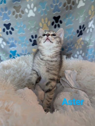 Aster {and Iris}, a Adoptable Domestic Short Hair in Oxford, PA image 5/5