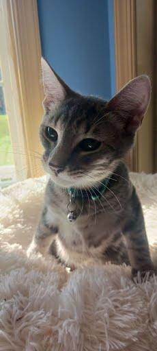 Aster {and Iris}, a Adoptable Domestic Short Hair in Oxford, PA image 2/5