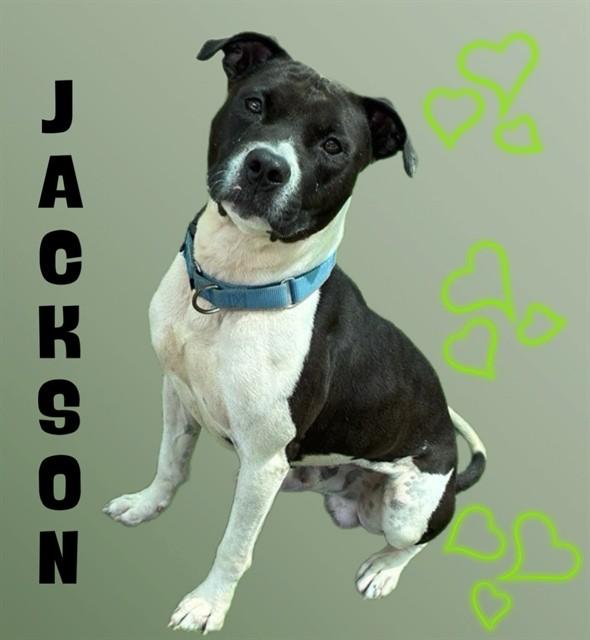 JACKSON, Adoptable, Adult Male American Staffordshire Terrier & Mixed Breed.