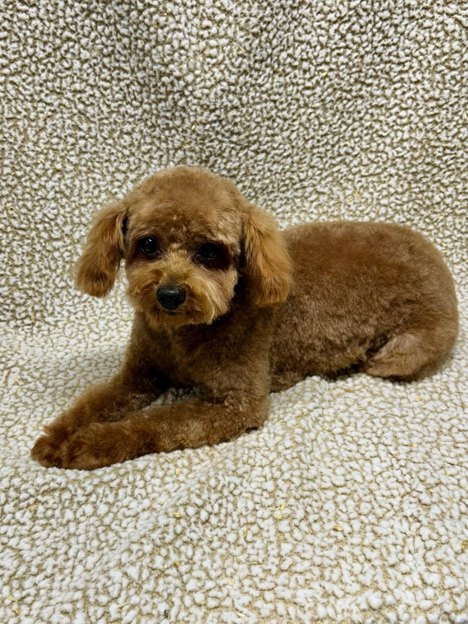 Enlarge RUDY, an adopted Poodle in Rossford, OH image 1/2