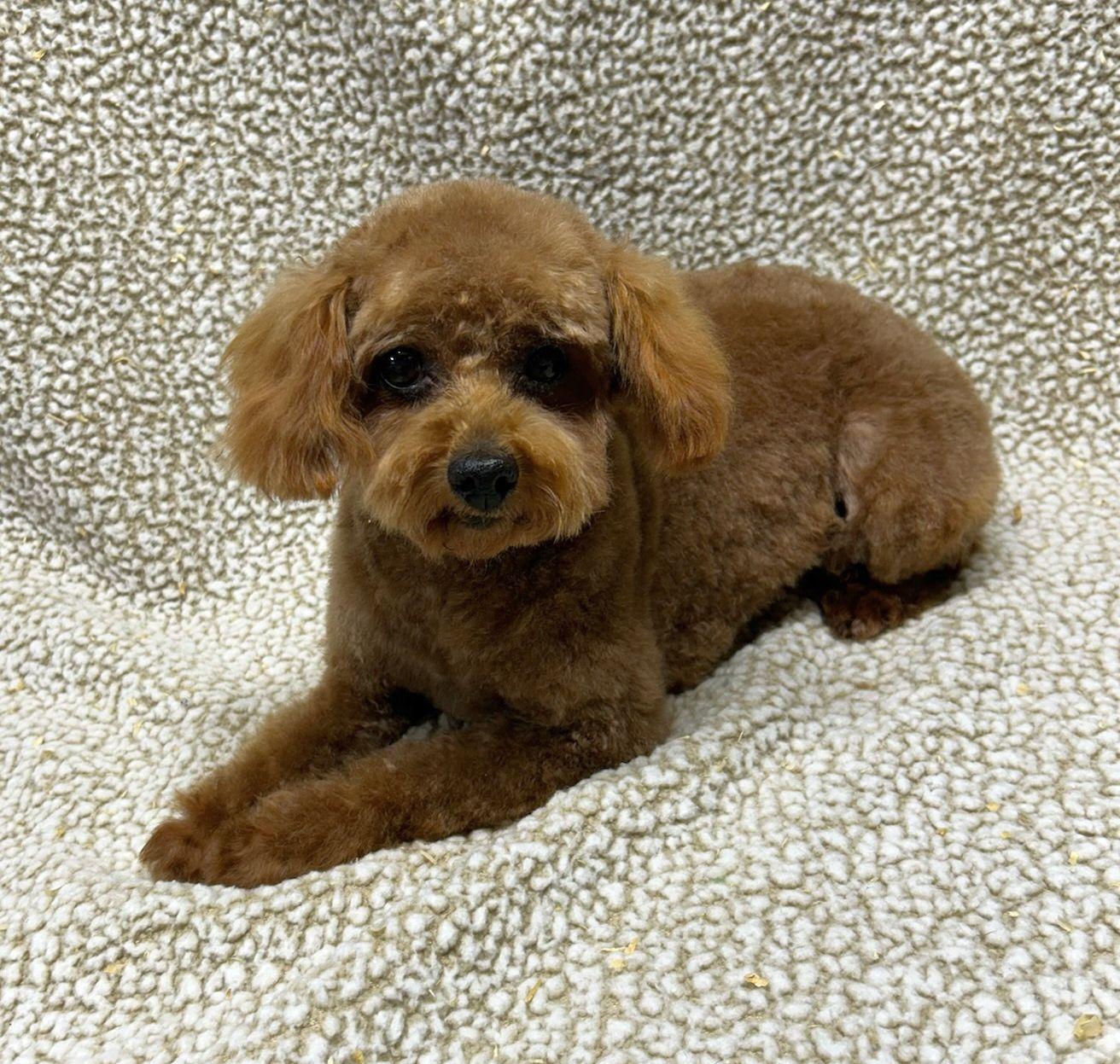 Enlarge RUDY, an adopted Poodle in Rossford, OH image 2/2