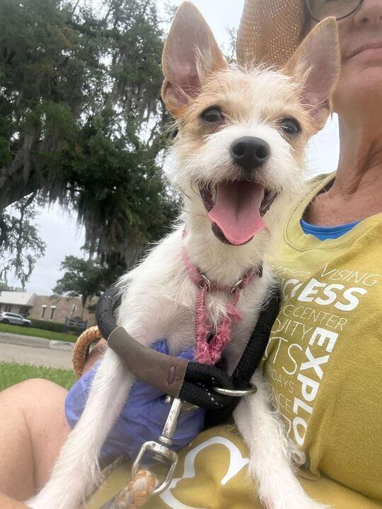 Perilla, a Adoptable Chihuahua in New Orleans, LA image 1/6