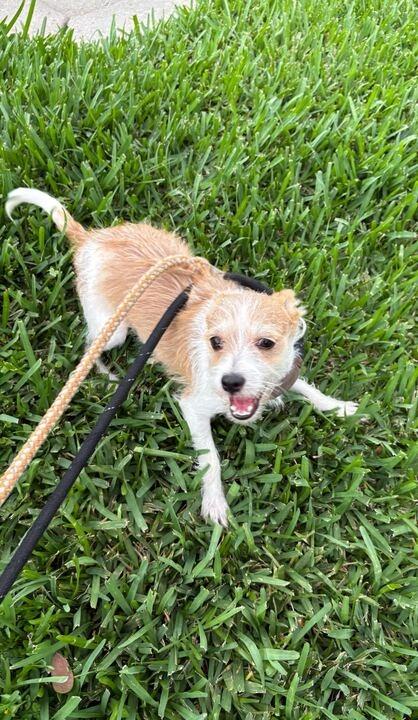 Perilla, a Adoptable Chihuahua in New Orleans, LA image 2/6
