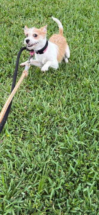 Perilla, a Adoptable Chihuahua in New Orleans, LA image 3/6