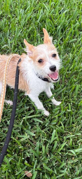 Perilla, a Adoptable Chihuahua in New Orleans, LA image 4/6