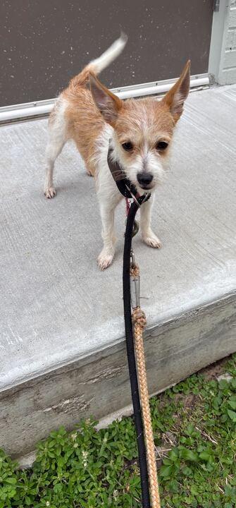 Perilla, a Adoptable Chihuahua in New Orleans, LA image 5/6