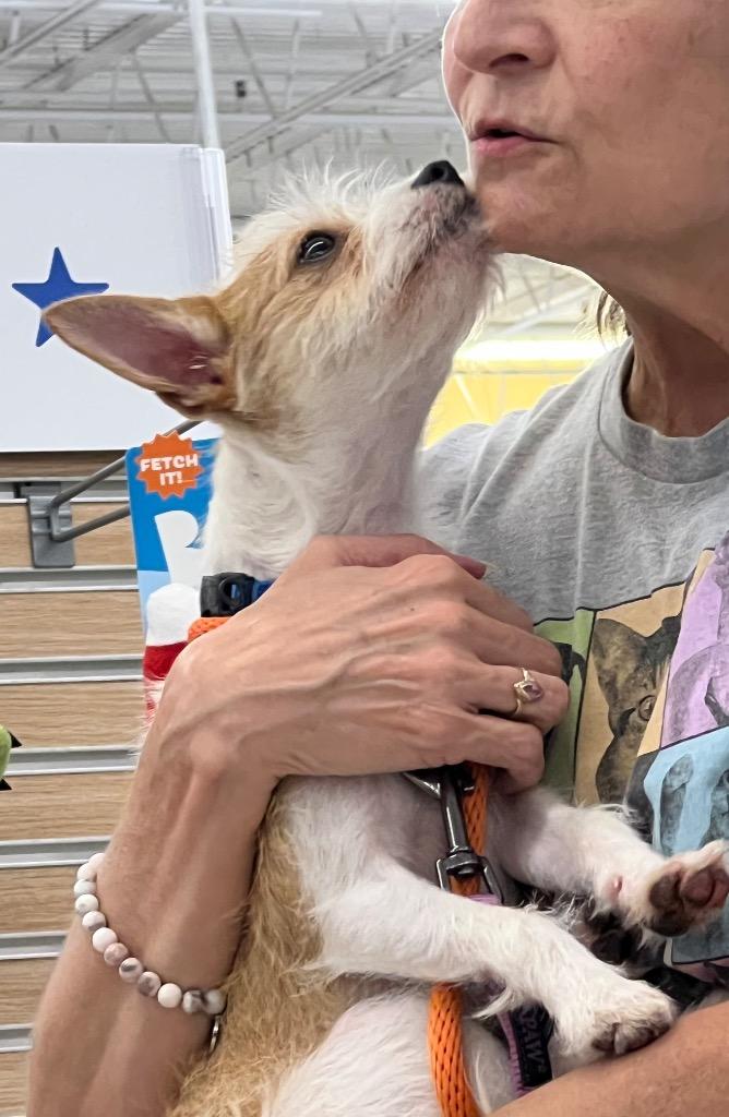 Perilla, a Adoptable Chihuahua in New Orleans, LA image 6/6