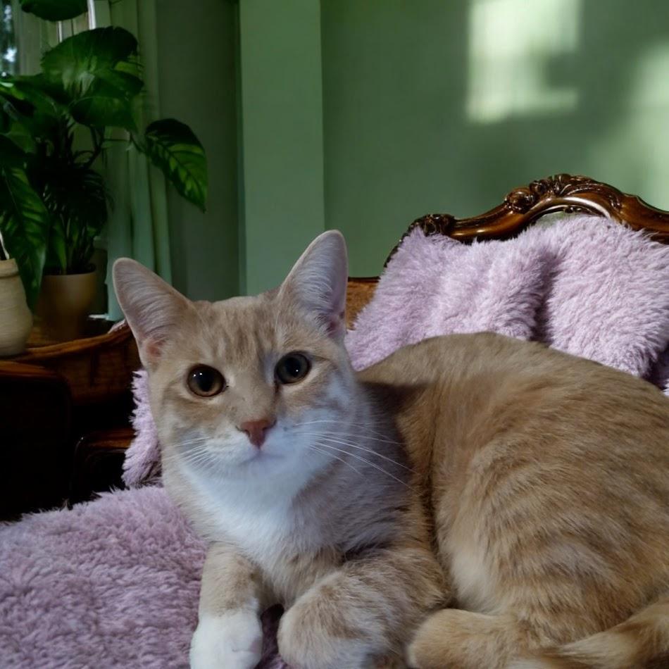 Enlarge Maverick, a Adoptable Domestic Short Hair in Owatonna, MN image 1/4