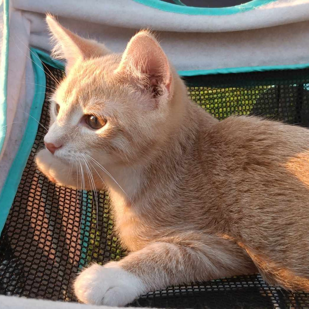 Enlarge Maverick, a Adoptable Domestic Short Hair in Owatonna, MN image 4/4