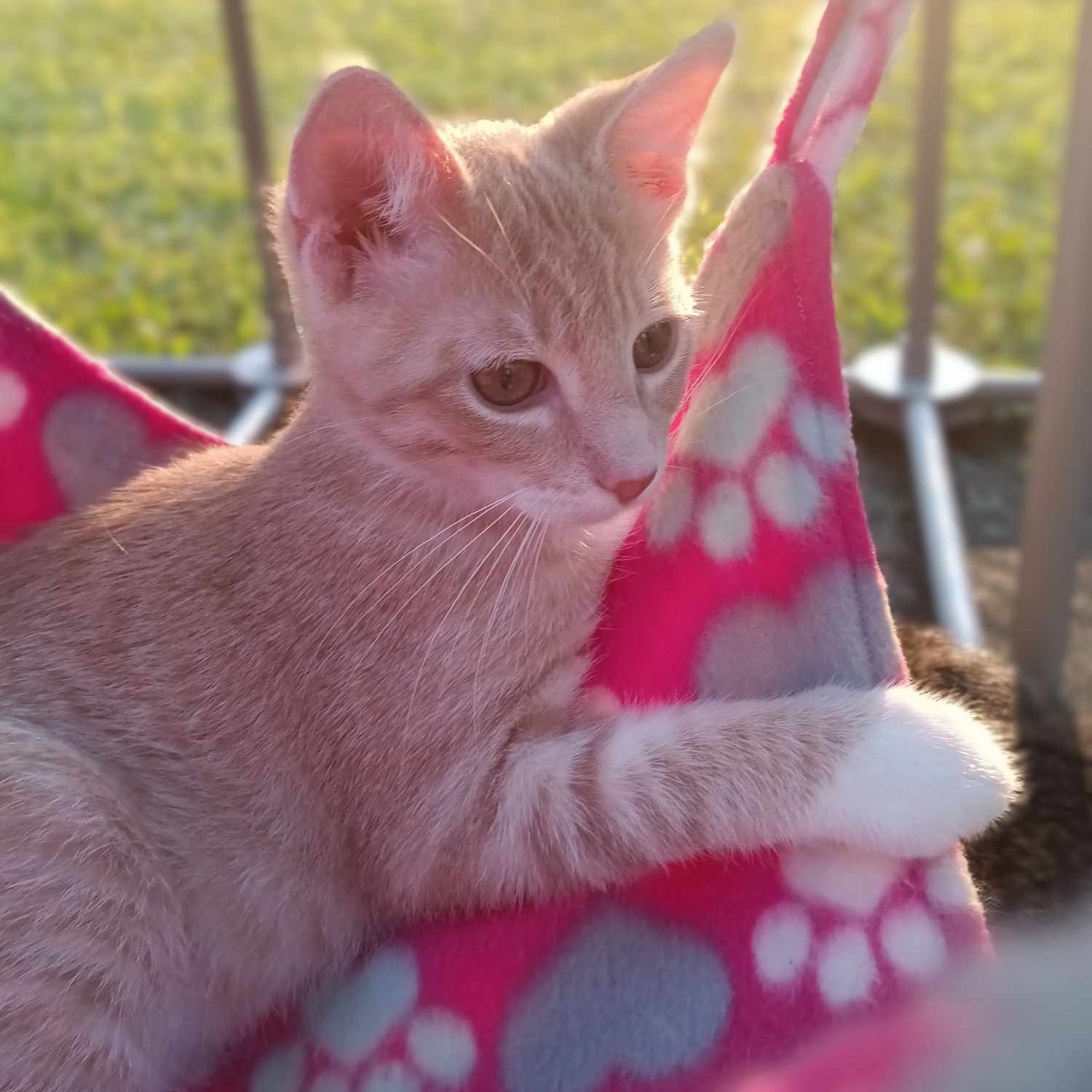 Enlarge Maverick, a Adoptable Domestic Short Hair in Owatonna, MN image 3/4