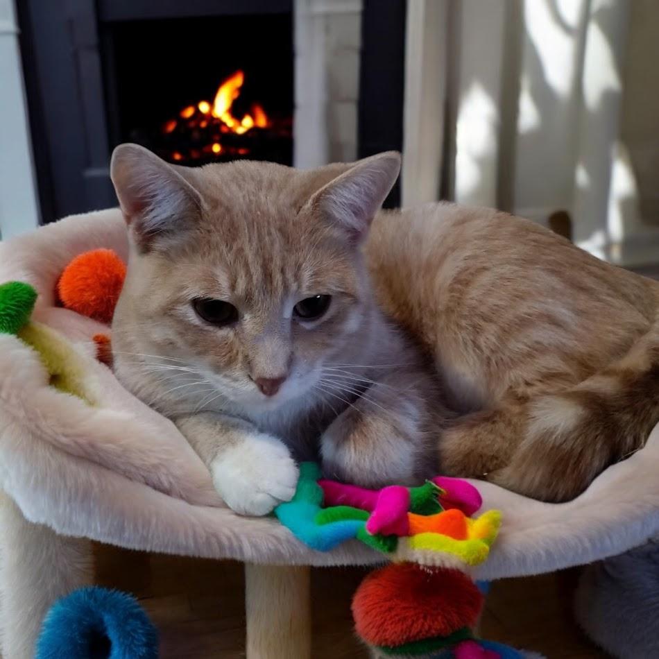 Enlarge Maverick, a Adoptable Domestic Short Hair in Owatonna, MN image 2/4