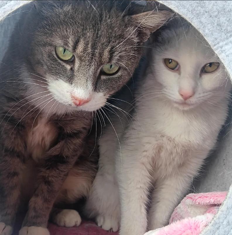 Enlarge Yule and Pearl, a ADOPTABLE Domestic Short Hair in Astoria, NY image 2/6
