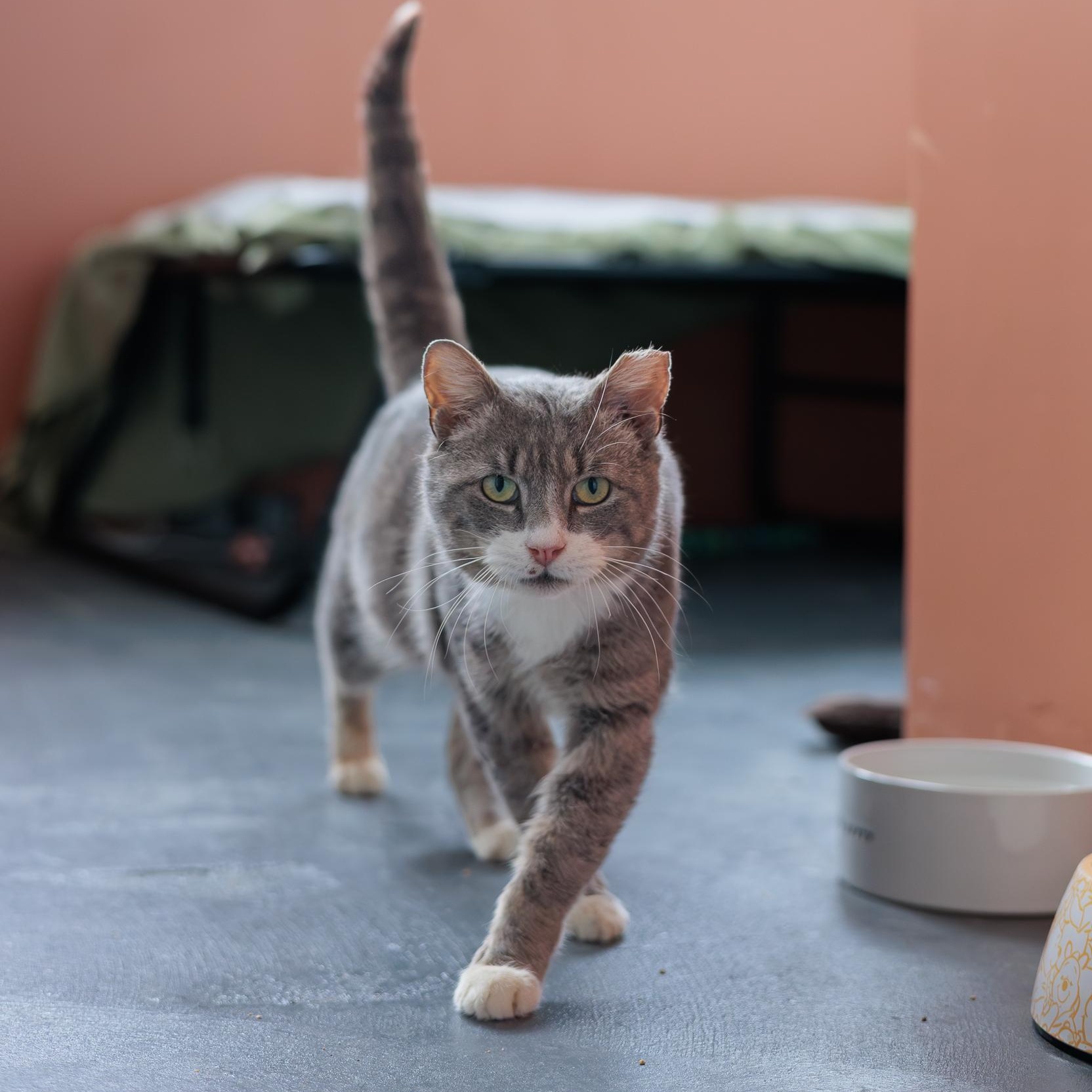 Enlarge Yule and Pearl, a ADOPTABLE Domestic Short Hair in Astoria, NY image 4/6
