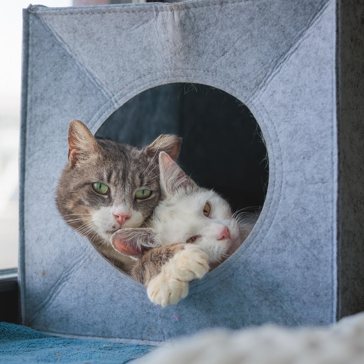 Yule and Pearl, ADOPTABLE, Young Female Domestic Short Hair.