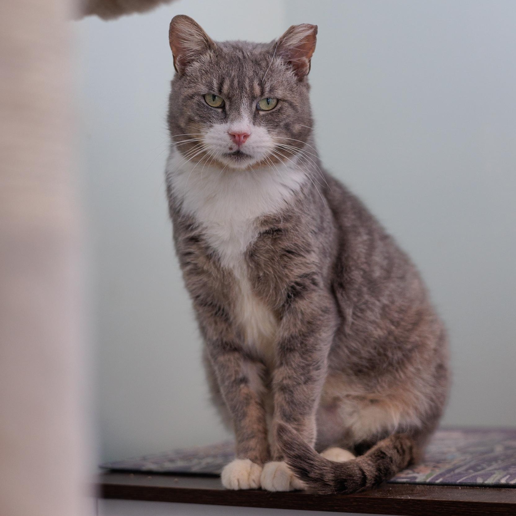 Enlarge Yule and Pearl, a ADOPTABLE Domestic Short Hair in Astoria, NY image 6/6