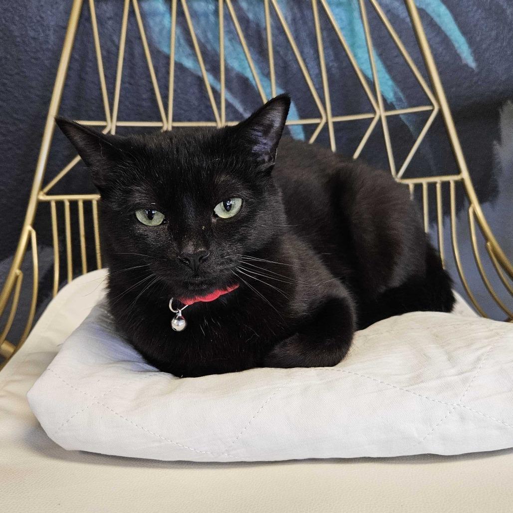 Silverton, Adoptable, Adult Female Domestic Short Hair.