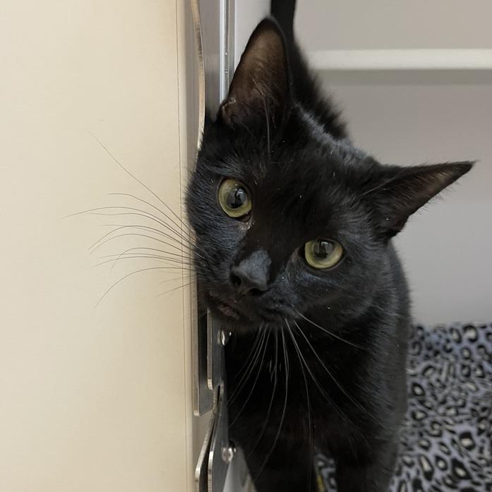 Enlarge Silverton, a Adoptable Domestic Short Hair in Las Vegas, NV image 2/6