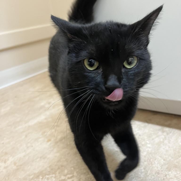 Enlarge Silverton, a Adoptable Domestic Short Hair in Las Vegas, NV image 3/6