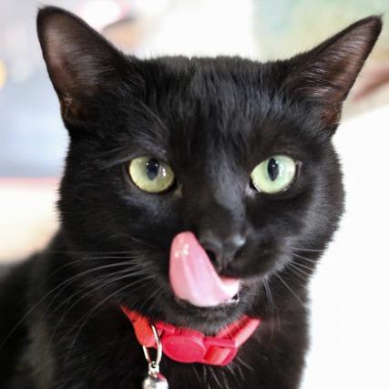 Enlarge Silverton, a Adoptable Domestic Short Hair in Las Vegas, NV image 5/6