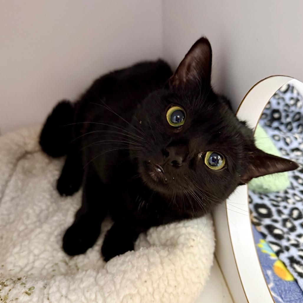 Enlarge Silverton, a Adoptable Domestic Short Hair in Las Vegas, NV image 6/6