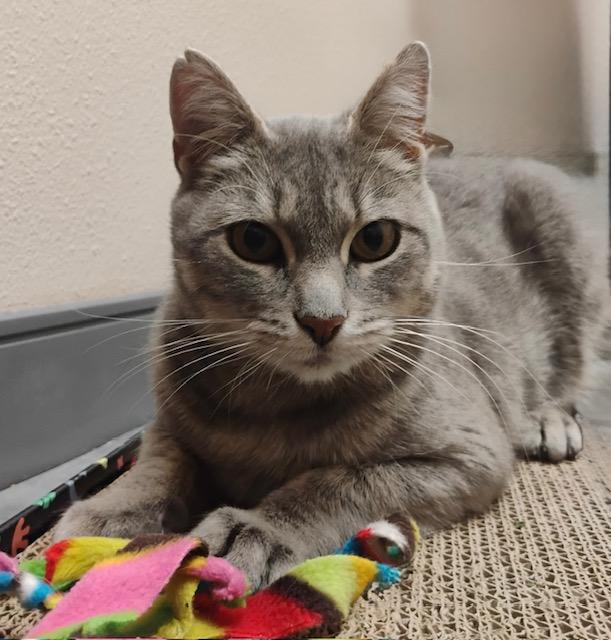 Shyleena, Adoptable, Adult Female Domestic Short Hair.