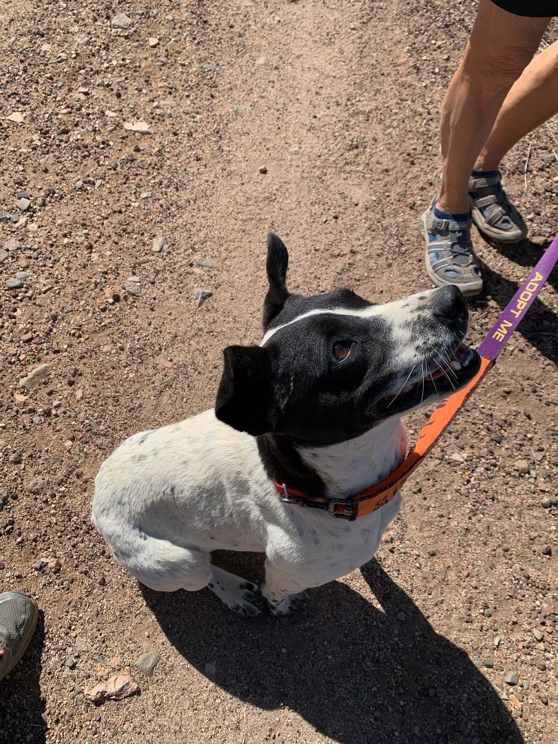 Jewels, a Adoptable mixed breed in Mayer, AZ image 4/6