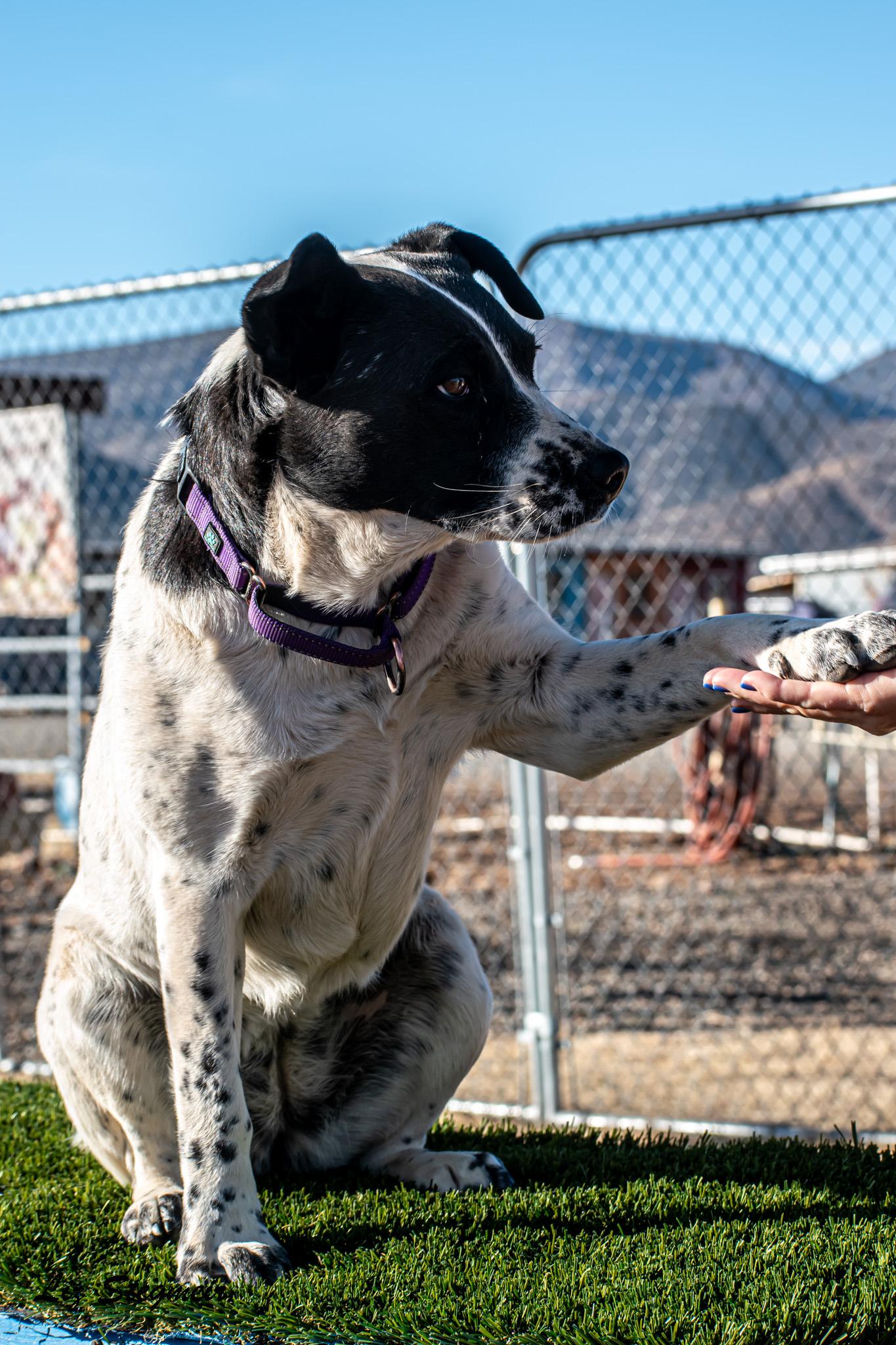 Jewels, a Adoptable mixed breed in Mayer, AZ image 1/6
