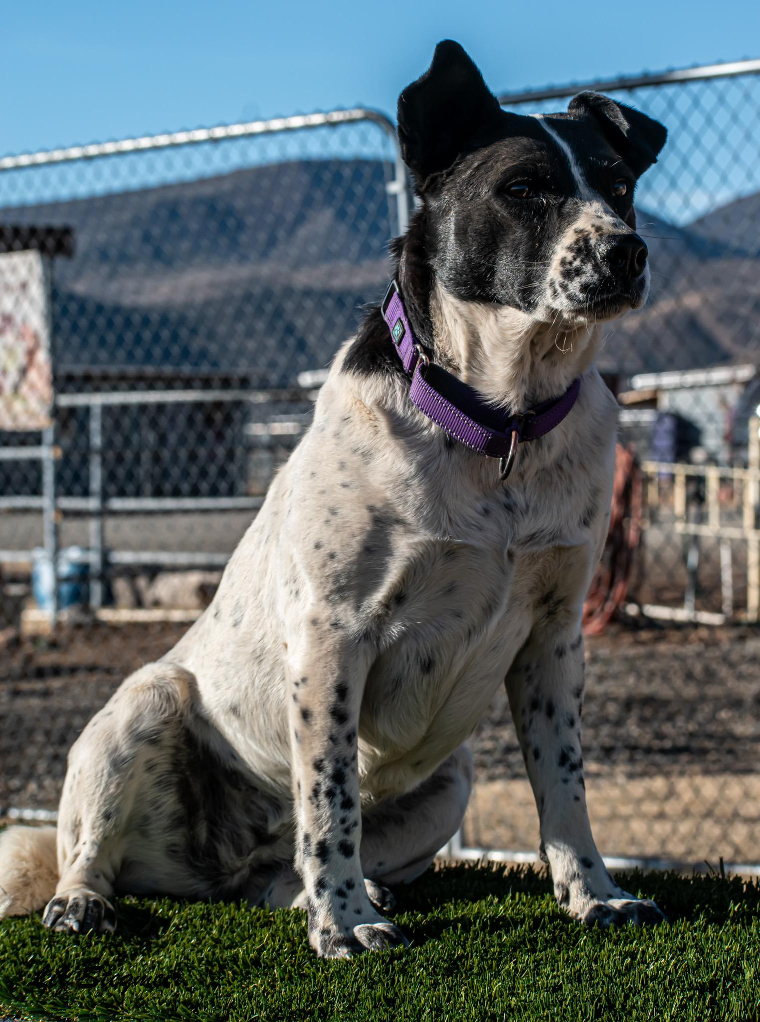 Jewels, a Adoptable mixed breed in Mayer, AZ image 2/6