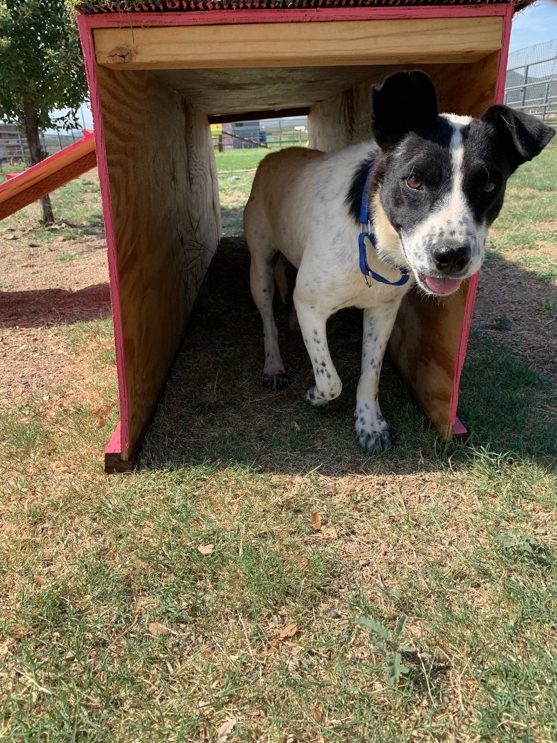 Jewels, a Adoptable mixed breed in Mayer, AZ image 6/6