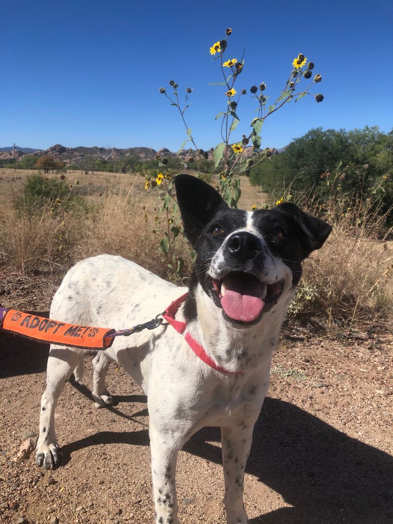 Jewels, a Adoptable mixed breed in Mayer, AZ image 3/6