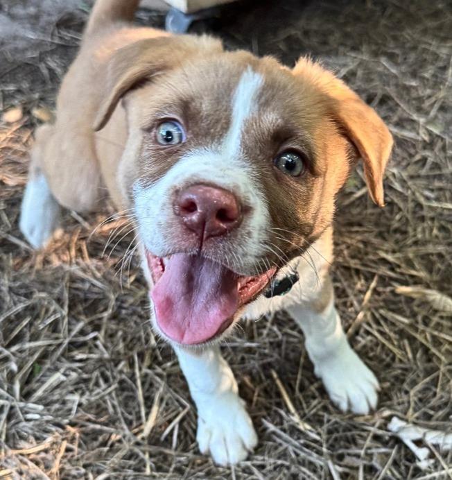 Enlarge Dodge, a Adoptable mixed breed in Utica, MI image 1/5