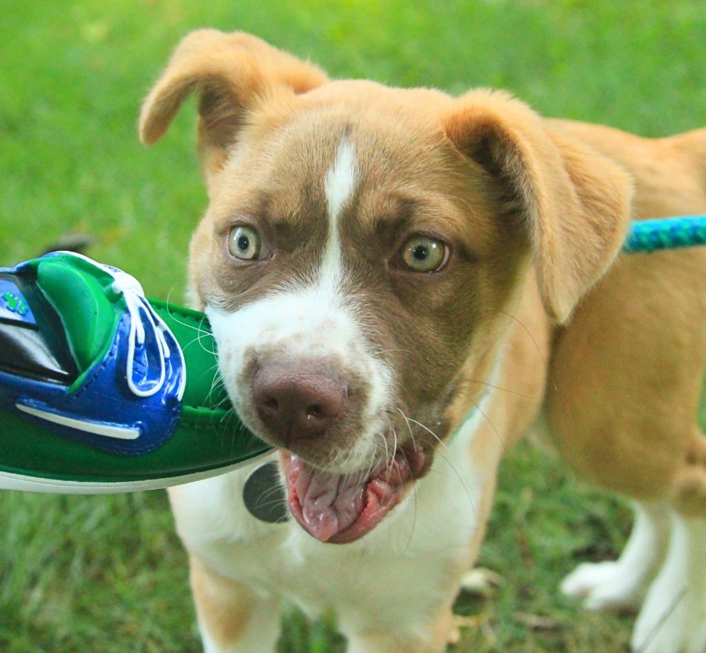 Enlarge Dodge, a Adoptable mixed breed in Utica, MI image 2/5