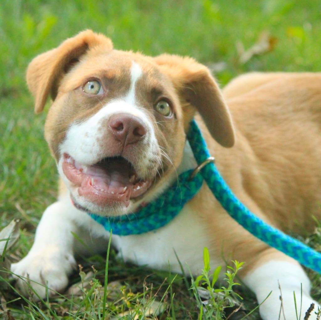 Enlarge Dodge, a Adoptable mixed breed in Utica, MI image 3/5