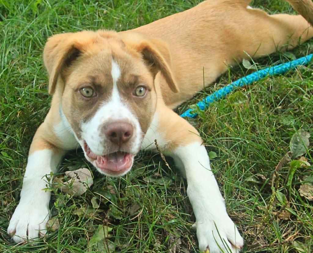 Enlarge Dodge, a Adoptable mixed breed in Utica, MI image 4/5
