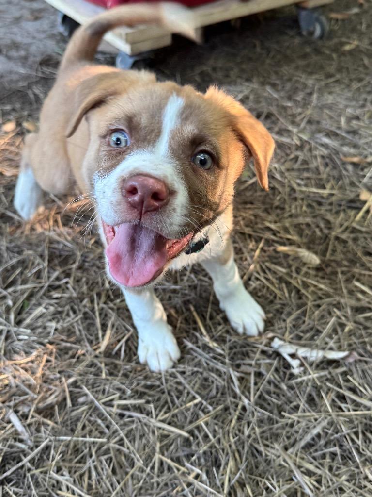 Enlarge Dodge, a Adoptable mixed breed in Utica, MI image 5/5